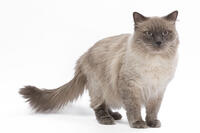 Cat - Siberian in studio  [TPG110085236]