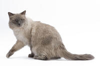 Cat - Siberian in studio  [TPG110085237]