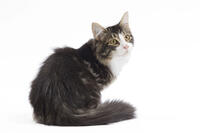 Cat - 8 week old Siberian kitten in studio  [TPG110085238]