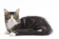Cat - 8 week old Siberian kitten in studio  [TPG110085239]