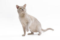 British Burmese Cat - in studio  [TPG110085240]