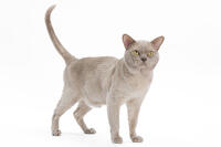 British Burmese Cat - in studio  [TPG110085241]