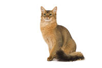 Cat - Somali in studio  [TPG110085242]