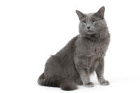 Cat - Nebelung in studio  [TPG110085243]