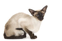 Cat - Siamese in studio - seal point colouring  [TPG110085244]