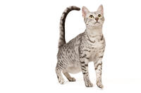 Cat - Egyptian Mau  [TPG110085245]