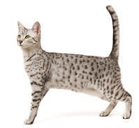 Cat - Egyptian Mau  [TPG110085246]