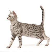 Cat - Egyptian Mau in studio  [TPG110085247]