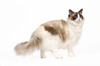 Cat - Ragdoll - Seal tortie point and white in studio  [TPG110085248]