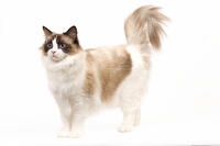 Cat - Ragdoll - Seal tortie point and white in studio  [TPG110085249]