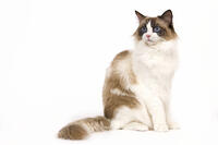 Cat - Ragdoll - Seal tortie point and white in studio  [TPG110085250]