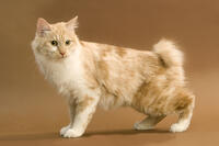 Cat - Kurilian bobtail   [TPG110085251]