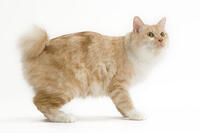Cat - Kurilian bobtail in studio  [TPG110085252]