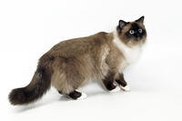 Cat - Birman in studio  [TPG110085253]