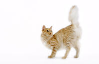 Cat - Turkish Angora - red mackerel tabby in studio  [TPG110085254]