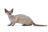 Cat - Devon Rex - blue - in studio  [TPG110085255]