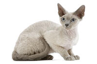 Cat - Devon Rex - blue - in studio   [TPG110085256]
