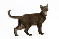 Cat - Egyptian Mau  [TPG110085257]