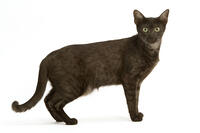 Cat - Egyptian Mau  [TPG110085258]