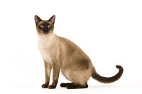 Thai Cat  [TPG110085259]