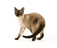 Thai cat  [TPG110085260]