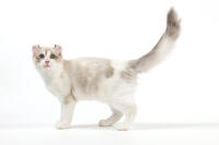Cat - American Curl  [TPG110085261]