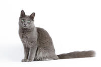 Nebelung Cat   [TPG110085262]