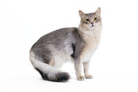 Blue Somali Cat [TPG110085263]