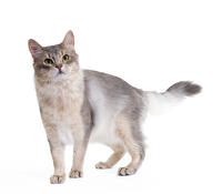 Blue Somali Cat [TPG110085264]