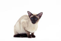 Cat - Siamese Seal Point [TPG110085265]