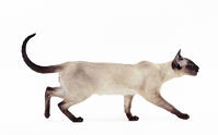 Cat - Siamese Seal Point [TPG110085266]