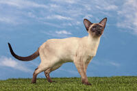 Cat - Siamese Seal Point [TPG110085267]