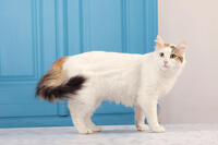 Cat - Turkish Van / Cat Swimmer of Lake Van [TPG110085268]