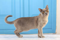 Cat - Burmese [TPG110085269]