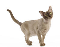 Cat - European Burmese Chocolate [TPG110085270]