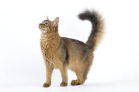 Cat - Somali [TPG110085271]