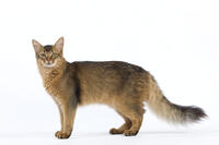 Cat - Somali [TPG110085272]