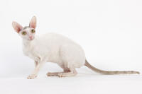 Cat - Devon Rex [TPG110085273]