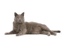 Cat - Chartreux [TPG110085274]