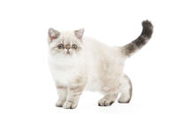 Cat - Exotic Shorthair kitten [TPG110085275]
