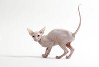 Cat Peterbald     Date:  [TPG110085276]