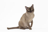 Cat  Burmese     Date:  [TPG110085277]