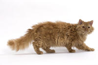 Cat Long-haired Selkirk Rex     Date:  [TPG110085279]