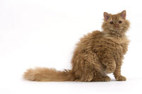 Cat Long-haired Selkirk Rex     Date:  [TPG110085280]