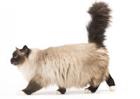 Cat Birman     Date:  [TPG110085281]