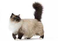 Cat Birman     Date:  [TPG110085282]