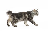 Kurilian Bobtail Cat     Date:  [TPG110085283]