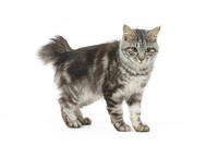 Kurilian Bobtail Cat     Date:  [TPG110085284]