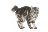Kurilian Bobtail Cat     Date:  [TPG110085285]
