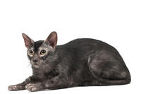 Lykoi cat in the studio - also known as a Werewolf cat     Date:  [TPG110085286]